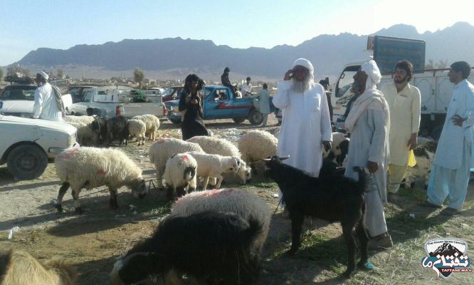 گزارش تصویری/ بازار داغ خرید و فروش دام عید قربان در شهرستان خاش