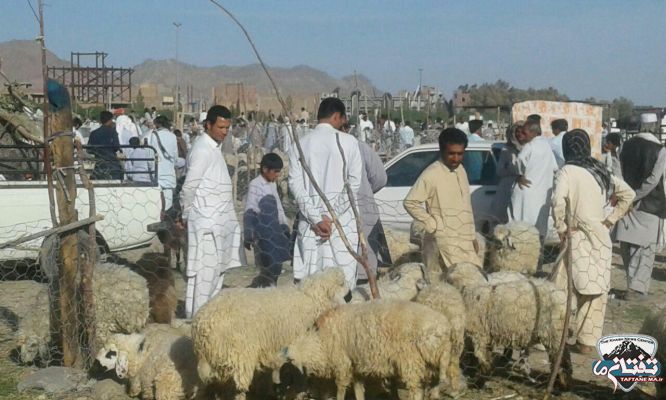 گزارش تصویری/ بازار داغ خرید و فروش دام عید قربان در شهرستان خاش