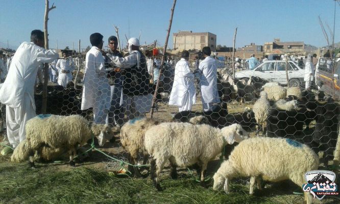 گزارش تصویری/ بازار داغ خرید و فروش دام عید قربان در شهرستان خاش