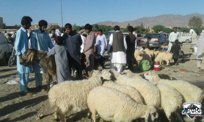 گزارش تصویری/ بازار داغ خرید و فروش دام عید قربان در شهرستان خاش