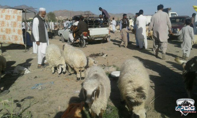 گزارش تصویری/ بازار داغ خرید و فروش دام عید قربان در شهرستان خاش