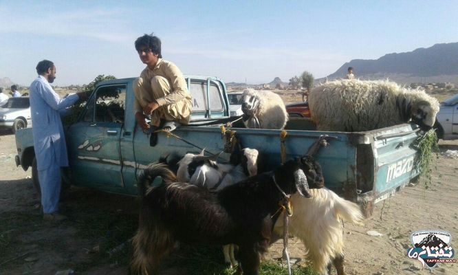 گزارش تصویری/ بازار داغ خرید و فروش دام عید قربان در شهرستان خاش