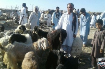 گزارش تصویری/ بازار داغ خرید و فروش دام عید قربان در شهرستان خاش