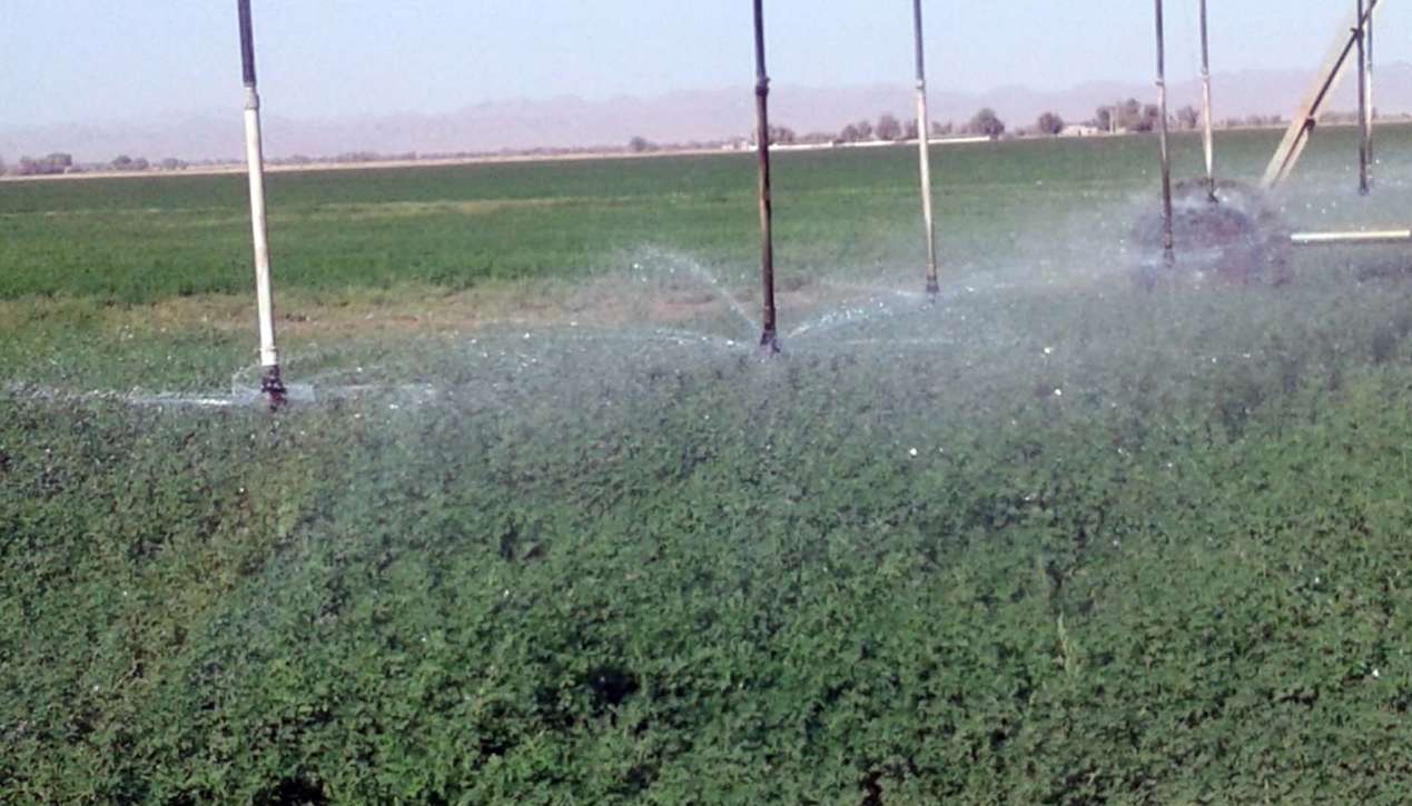 گزارش تصويري/ مراحل کاشت و برداشت مکانیزه یونجه از سطح ۳ هزار هكتار اراضي خاش