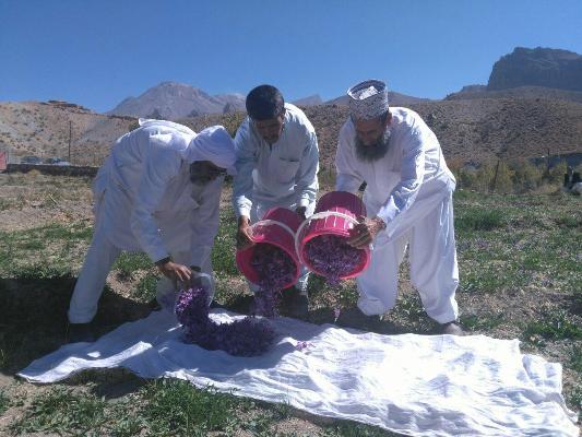 گزارش تصویری/ برداشت طلای سرخ در شهرستان خاش