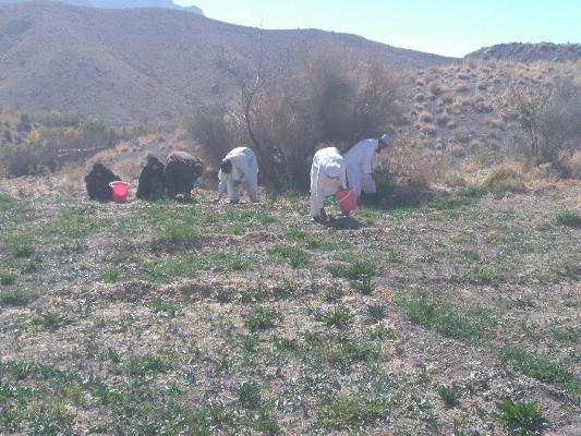 گزارش تصویری/ برداشت طلای سرخ در شهرستان خاش