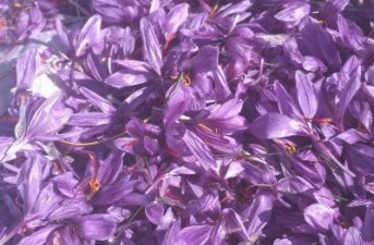 گزارش تصویری/ برداشت طلای سرخ در شهرستان خاش