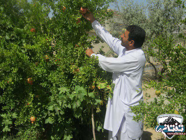 گزارش تصویری از کتابخانه‌ میوه ای روستای سنگان/ كتاب بخوانيد و ميوه بخوريد