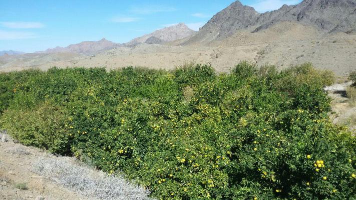 گزارش تصویری/ آغاز برداشت 500 تن انواع مرکبات از باغات شهرستان خاش