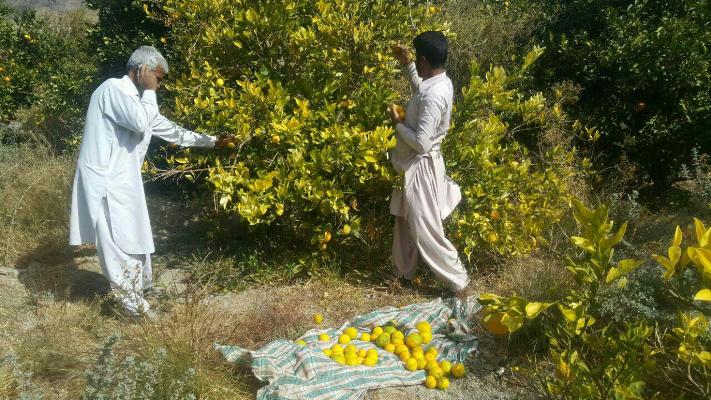 گزارش تصویری/ آغاز برداشت 500 تن انواع مرکبات از باغات شهرستان خاش