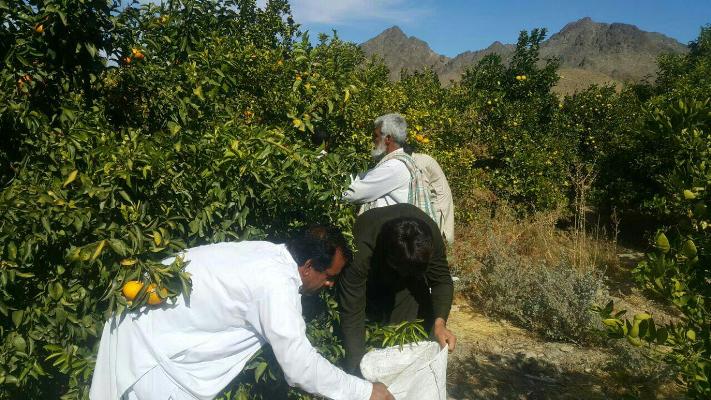 گزارش تصویری/ آغاز برداشت 500 تن انواع مرکبات از باغات شهرستان خاش