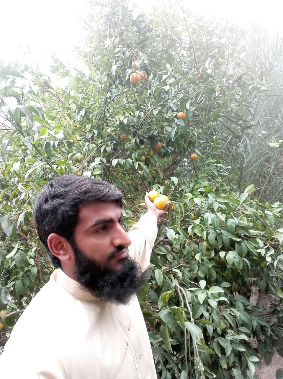 گزارش تصويري برداشت پرتقال در شهرستان خاش