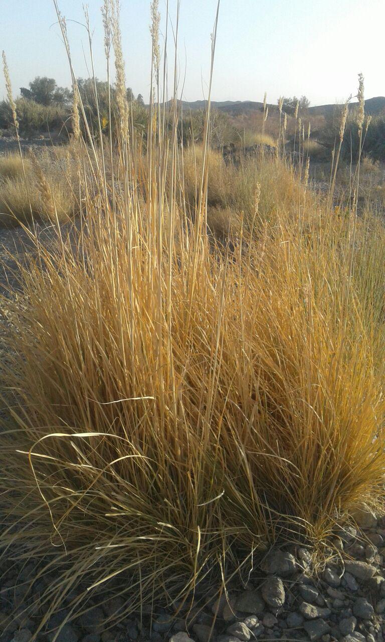 گزارش تصويري/ تیغ خشکسالی بر گردن روستاهاي جنوب شرق كشور