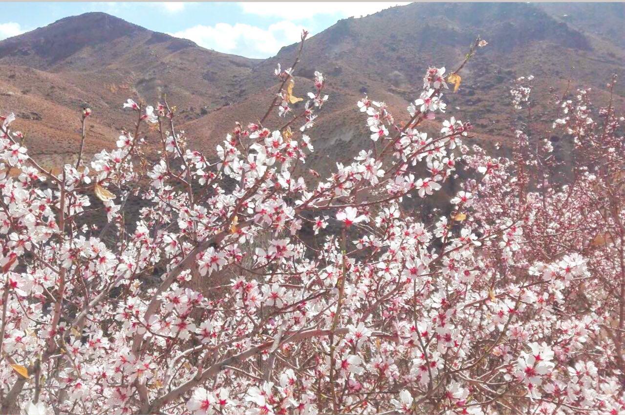 گزارش تصویری/ شکوفه دادن درختان در تمندان