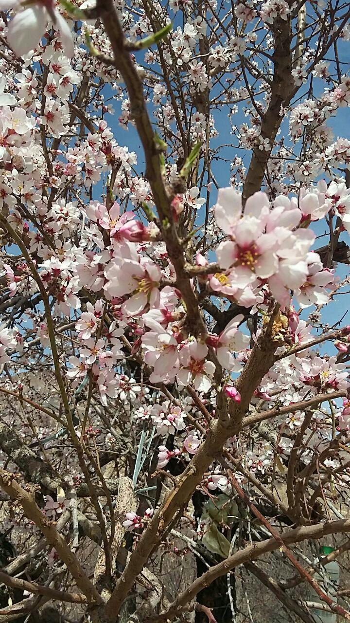 گزارش تصویری/ شکوفه دادن درختان در تمندان