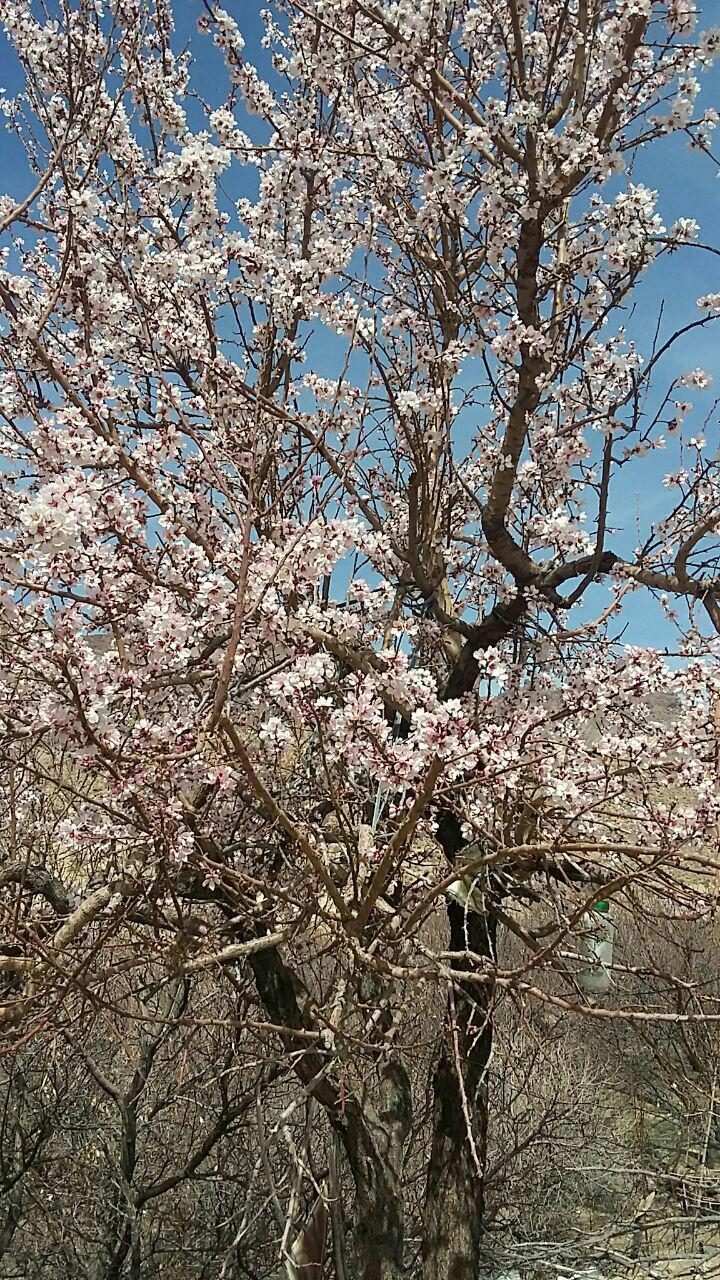 گزارش تصویری/ شکوفه دادن درختان در تمندان