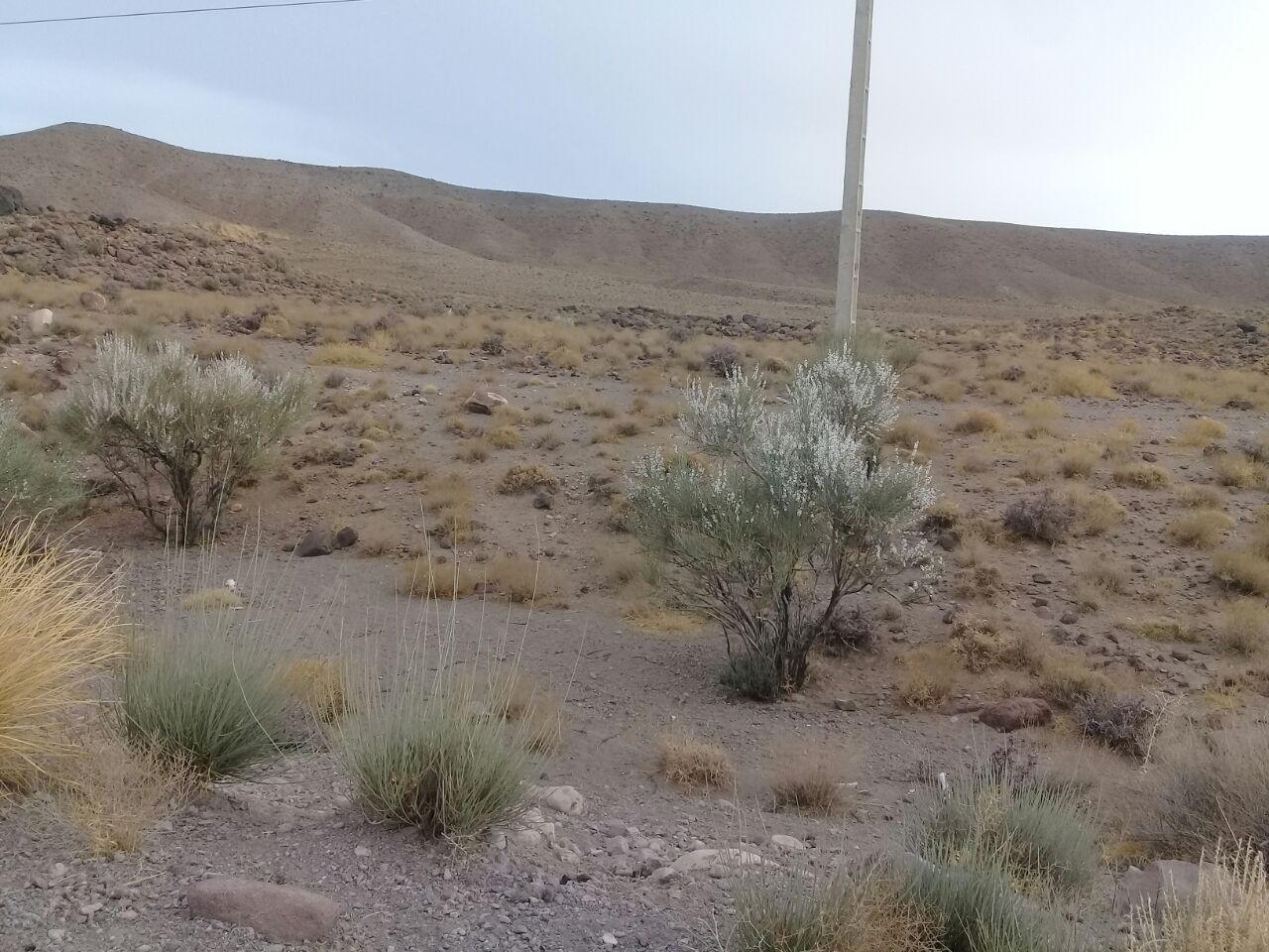 گزارش تصویری/ شکوفه دادن درختان در تمندان