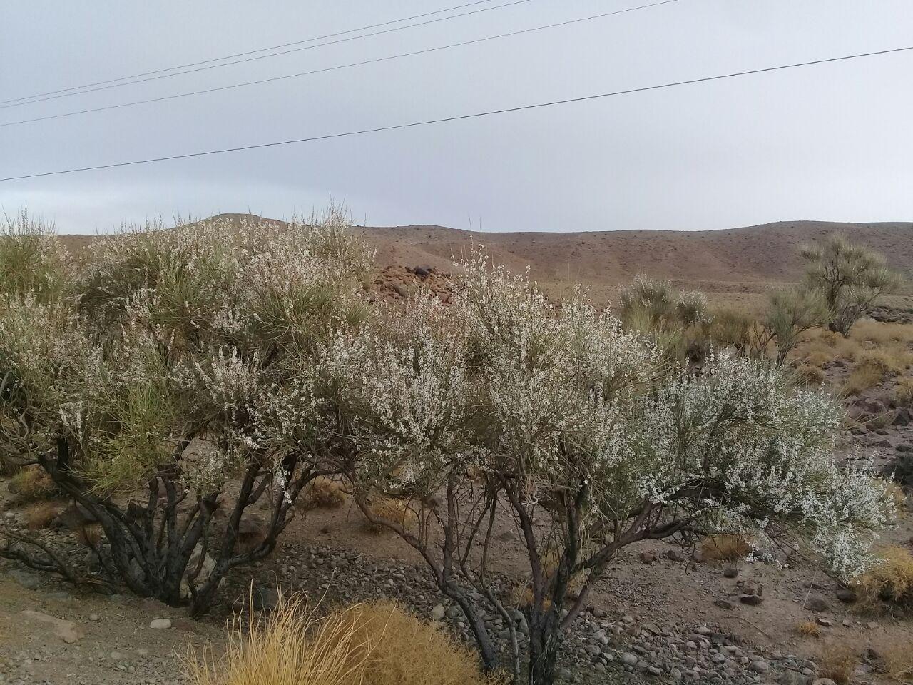 گزارش تصویری/ شکوفه دادن درختان در تمندان