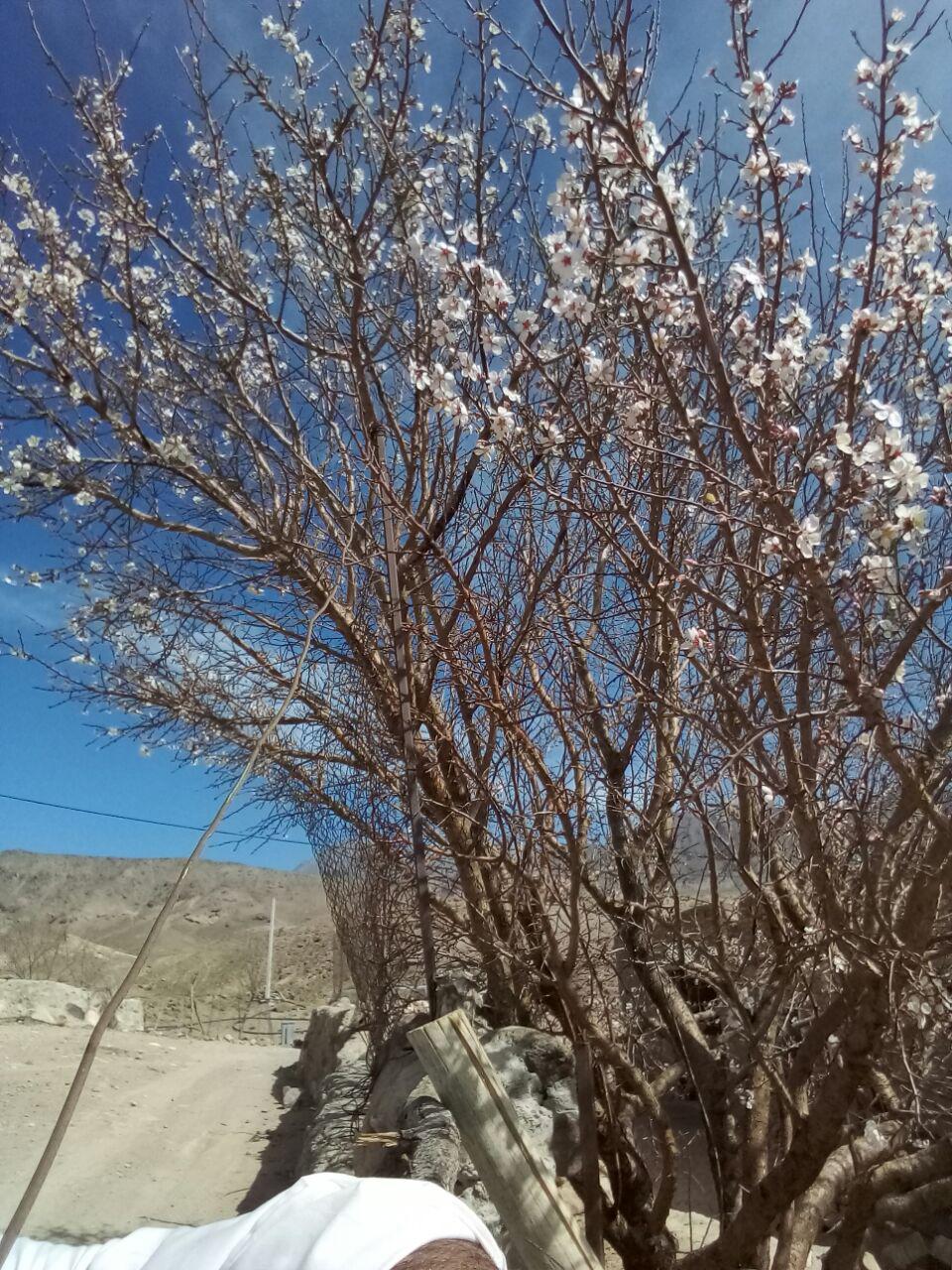 گزارش تصویری/ شکوفه دادن درختان در تمندان