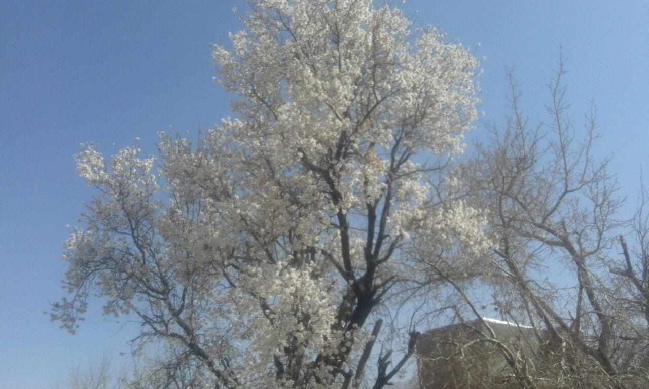 گزارش تصویری/ شکوفه دادن درختان در تمندان