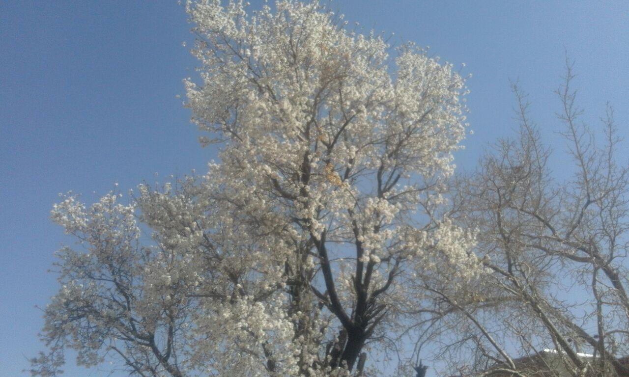 گزارش تصویری/ شکوفه دادن درختان در تمندان