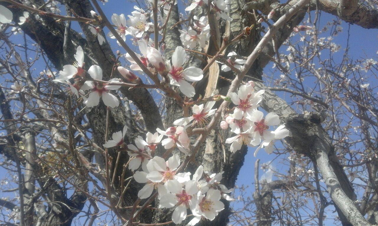 گزارش تصویری/ شکوفه دادن درختان در تمندان