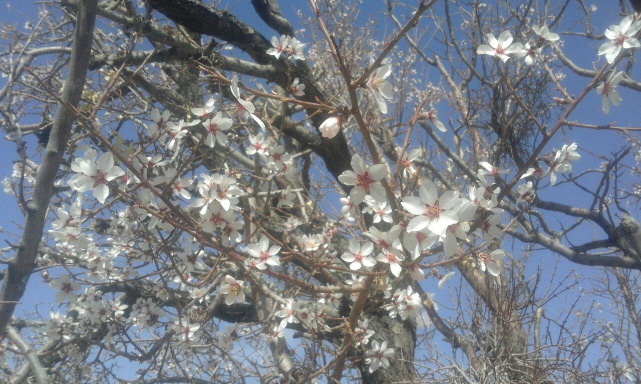 گزارش تصویری/ شکوفه دادن درختان در تمندان