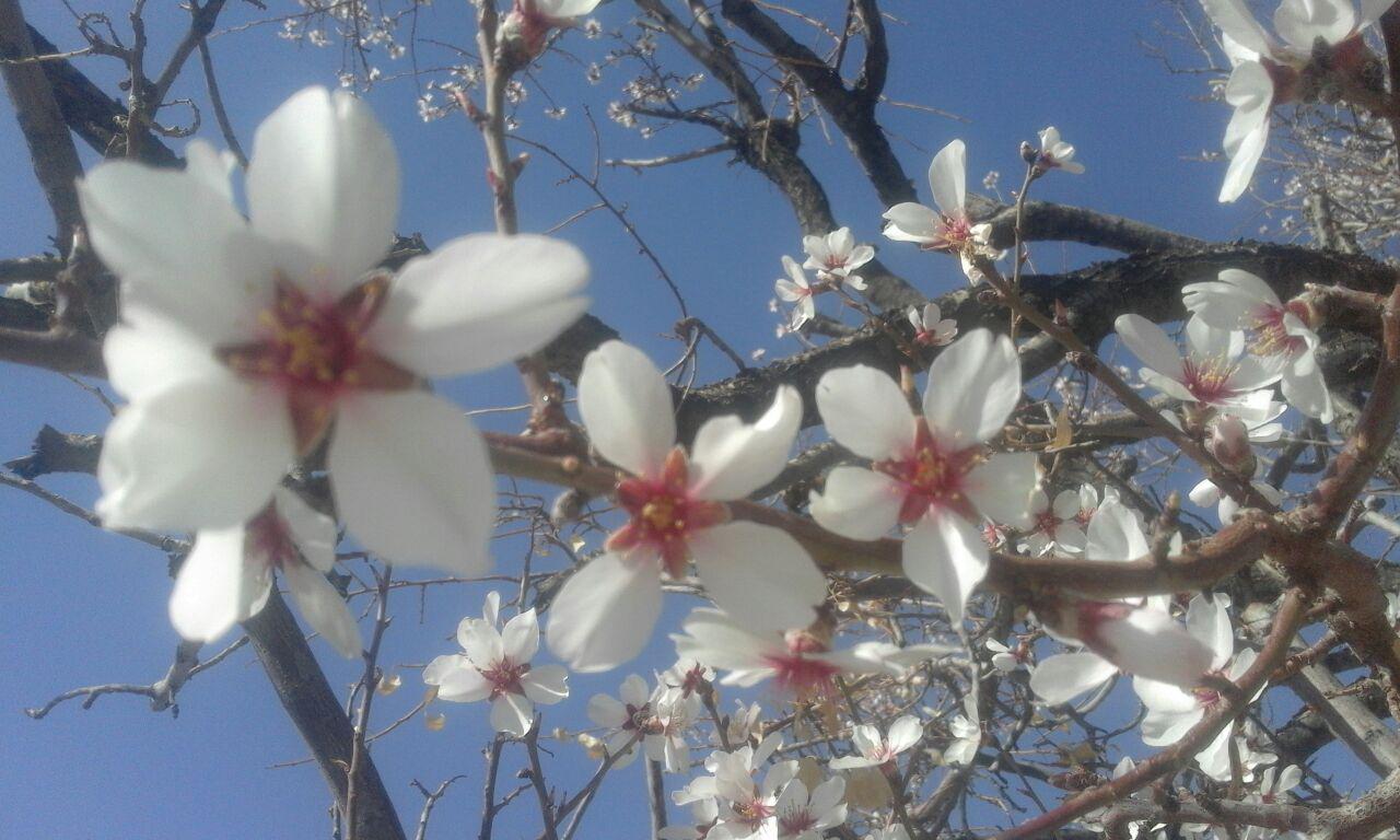 گزارش تصویری/ شکوفه دادن درختان در تمندان