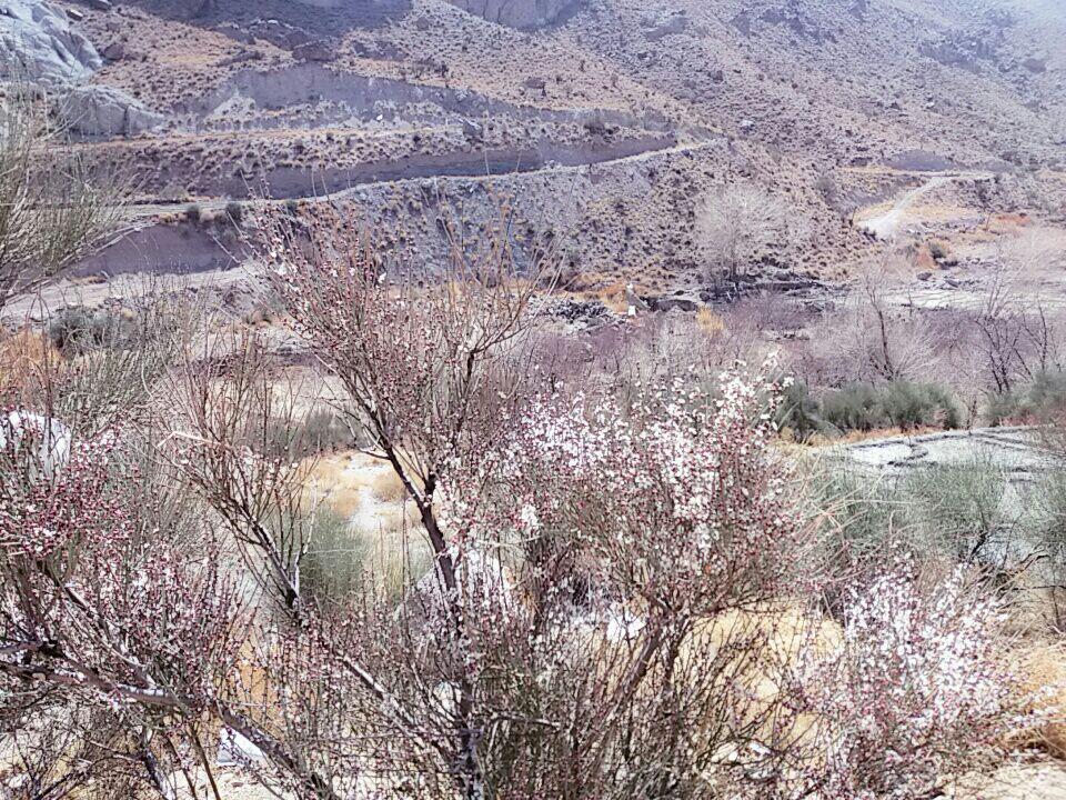 گزارش تصویری/ شکوفه دادن درختان در تمندان