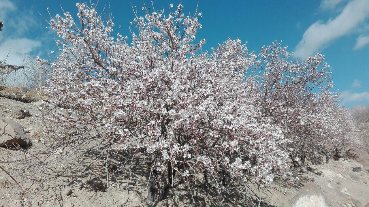 گزارش تصویری/ شکوفه دادن درختان در تمندان