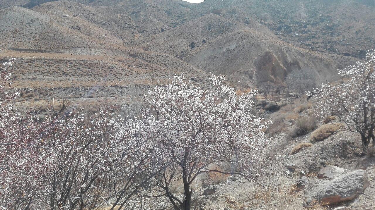 گزارش تصویری/ شکوفه دادن درختان در تمندان