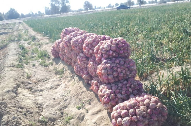 آغاز برداشت پیاز خارج ازفصل ۳ هزار هکتار از اراضی کشاورزی جنوب سیستان وبلوچستان