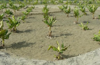 افزایش ۱۵۰ هکتاری موزستان های شهرستان دشتیاری