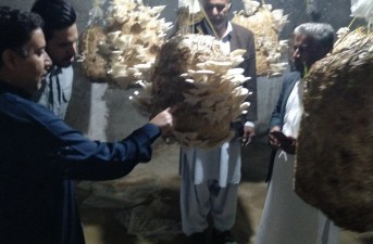 برداشت قارچ صدفی در شهرستان تفتان آغاز شد