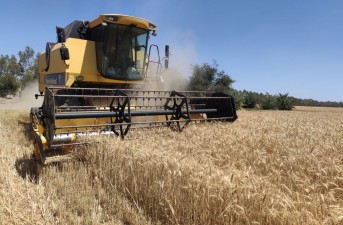 آغاز برداشت گندم از گندمزارهای شهرستان بمپور
