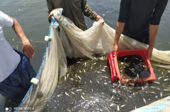 توزیع بچه ماهی گرمابی بصورت ترویجی بین آبزی پروران شهرستان تفتان