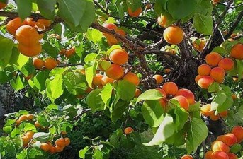 برداشت زردآلو در سیستان و بلوچستان آغاز شد