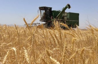 کشاورزان خاش ۴هزار تن گندم به مراکز خرید تحویل دادند