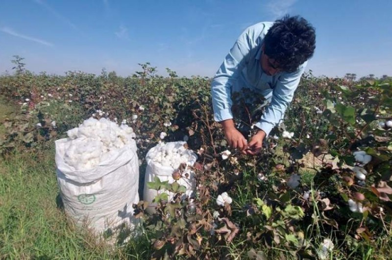 کشت تابستانه ۲۰۰ هکتار پنبه در شهرستان ایرانشهر