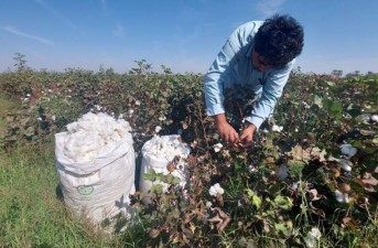 کشت تابستانه ۲۰۰ هکتار پنبه در شهرستان ایرانشهر