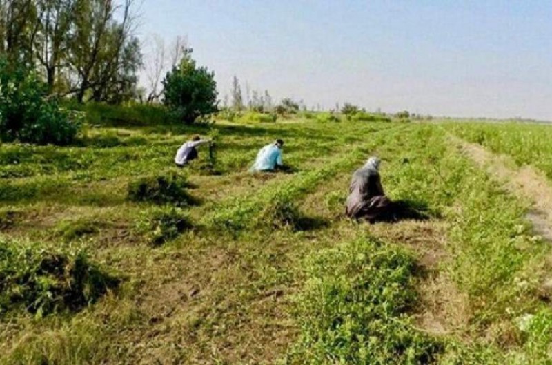 سالیانه ۱۴ هزار تن حنا در سیستان و بلوچستان تولید می‌شود