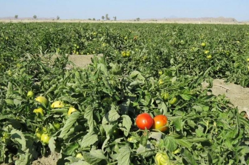 کاشت ۶۰ هکتار گوجه‌فرنگی در شهرستان فنوج