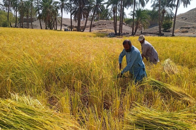 برداشت برنج ۲۲۰ هکتاراز شالیزارهای شهرستان خاش