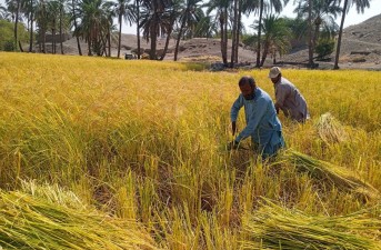 برداشت برنج ۲۲۰ هکتاراز شالیزارهای شهرستان خاش