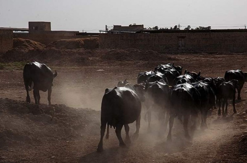 مهار احشام سنگین قاچاق به ارزش ۸ میلیارد در مرزهای سیستان و بلوچستان