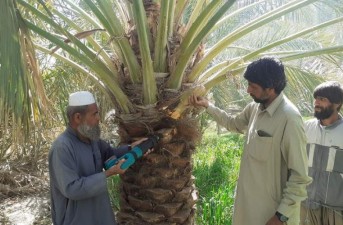 مدیر حفظ نباتات سازمان جهاد کشاورزی سیستان و بلوچستان خبر داد: