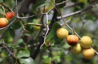 برداشت میوه گرمسیری کُنار در سیستان و بلوچستان آغاز شد