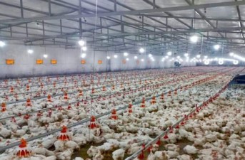 تولید ۴۱ هزار تن گوشت مرغ در سیستان و بلوچستان