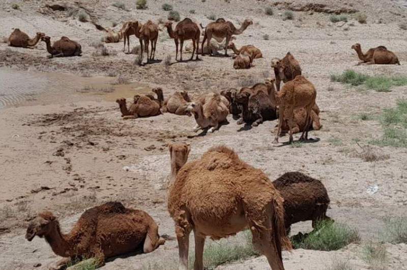 تولید سالانه ۵۲۰ تن گوشت شتر در خاش