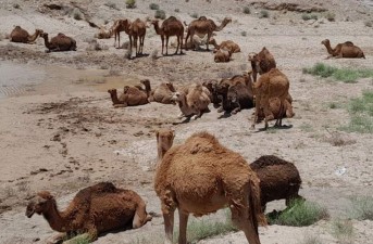 تولید سالانه ۵۲۰ تن گوشت شتر در خاش